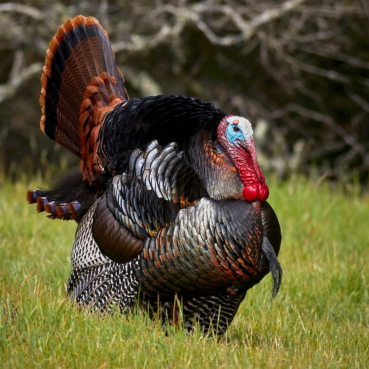 Custom Curated Rovings: "Turkey Pardon"