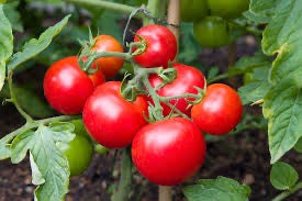 Custom Curated Rovings: "Tomato"