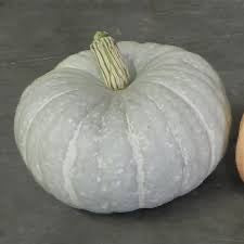 silver pumpkin on a dark gray background