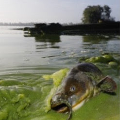 Dead fish floating on green algae-covered water with a blurred background