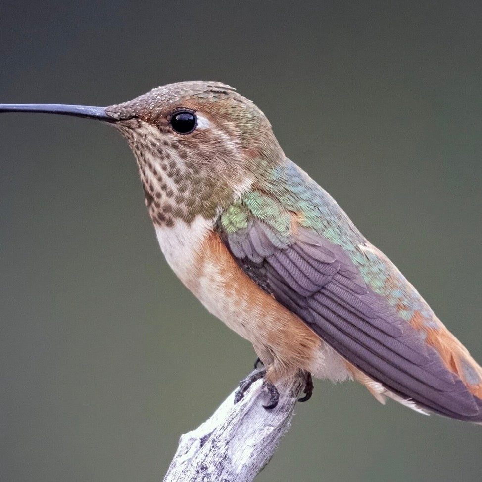 Rufous Hummingbird (Female)| Nature Collection