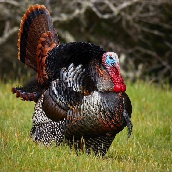 Turkey Pardon | Nature Inspired Colorway