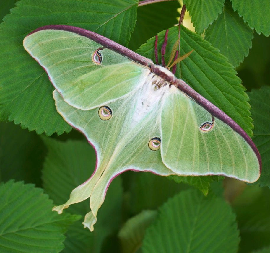 Luna Moth| Nature Collection | UV Reactive