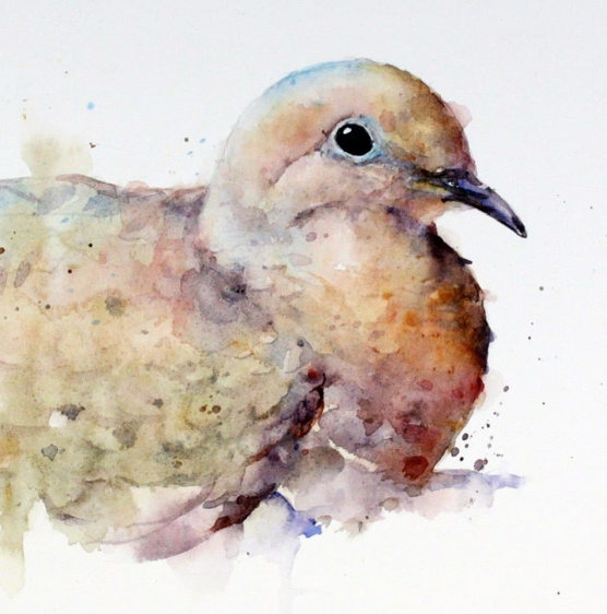 Mourning Dove | Nature Collection