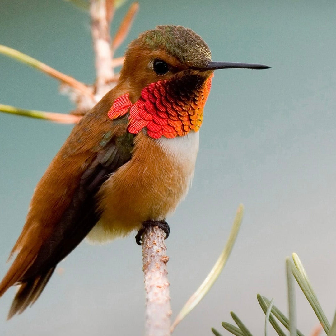Rufous Hummingbird (Male)| Nature Collection