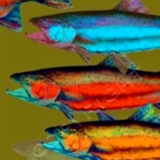 Salmon Run | Nature Collection