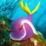 Sea Slug — UV Reactive | Luminous Sea Collection