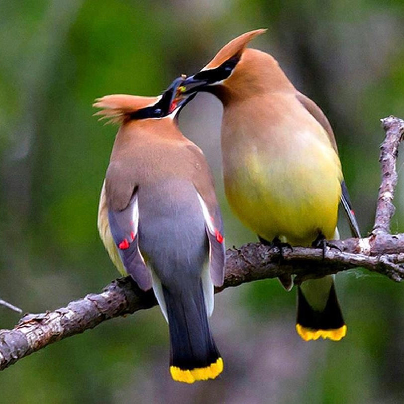 Cedar Waxwing | Nature Collection